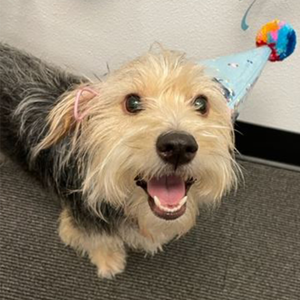 Duke the Terrier